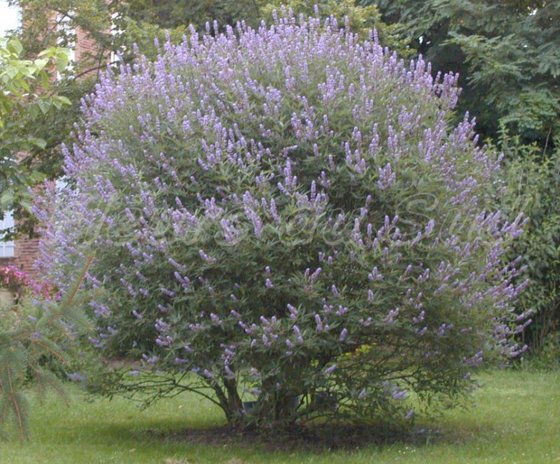 Reviews On Agnus Castus For Fertility